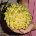 Rollinia deliciosa